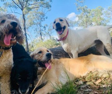 hddc_mini_slider_6-min